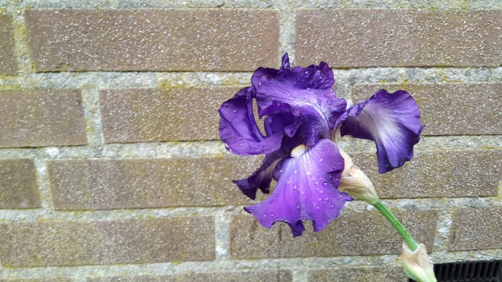 A purple iris flower against a brick wall.
