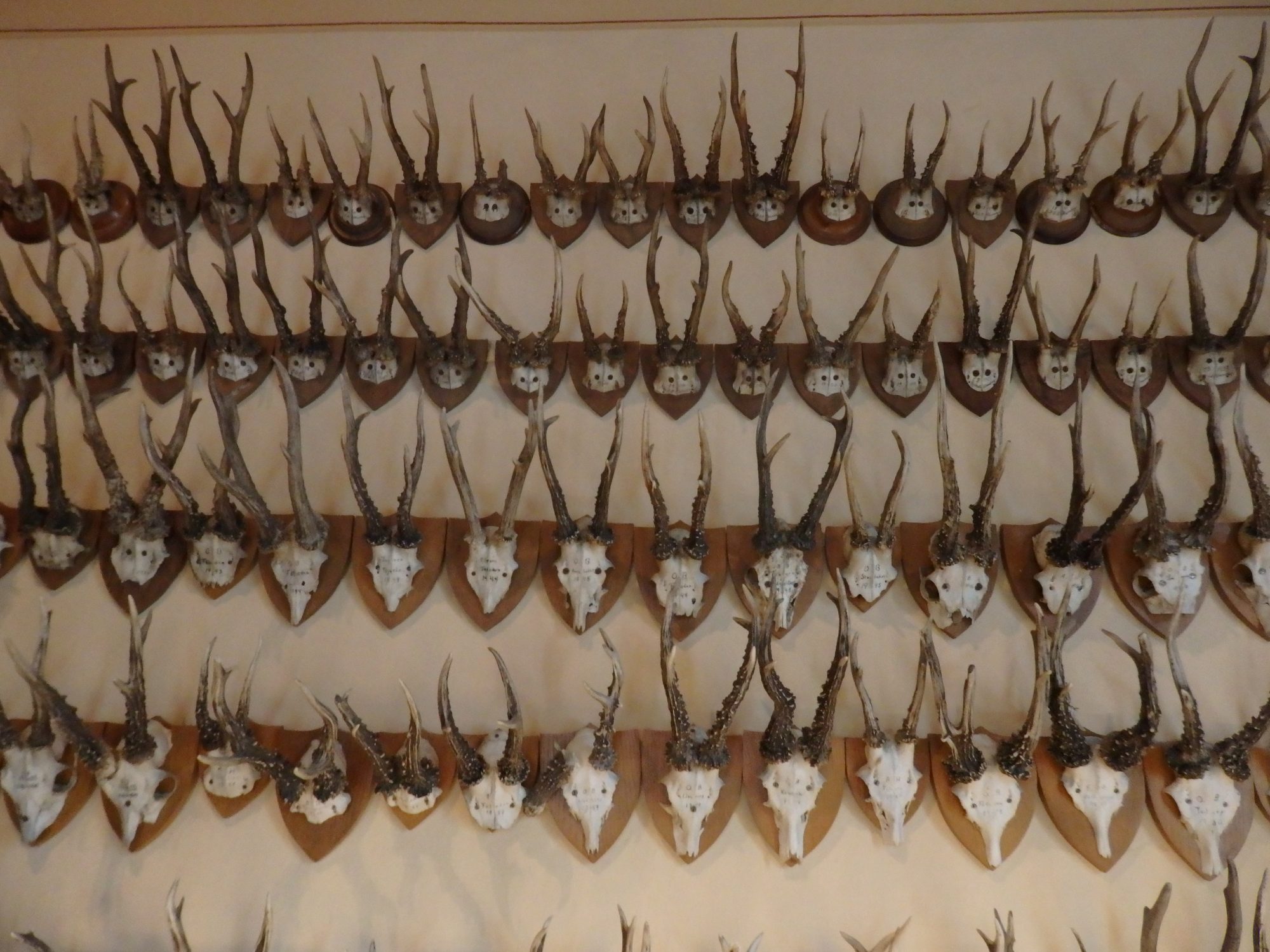 a display of skulls and antlers in Öster Malma
