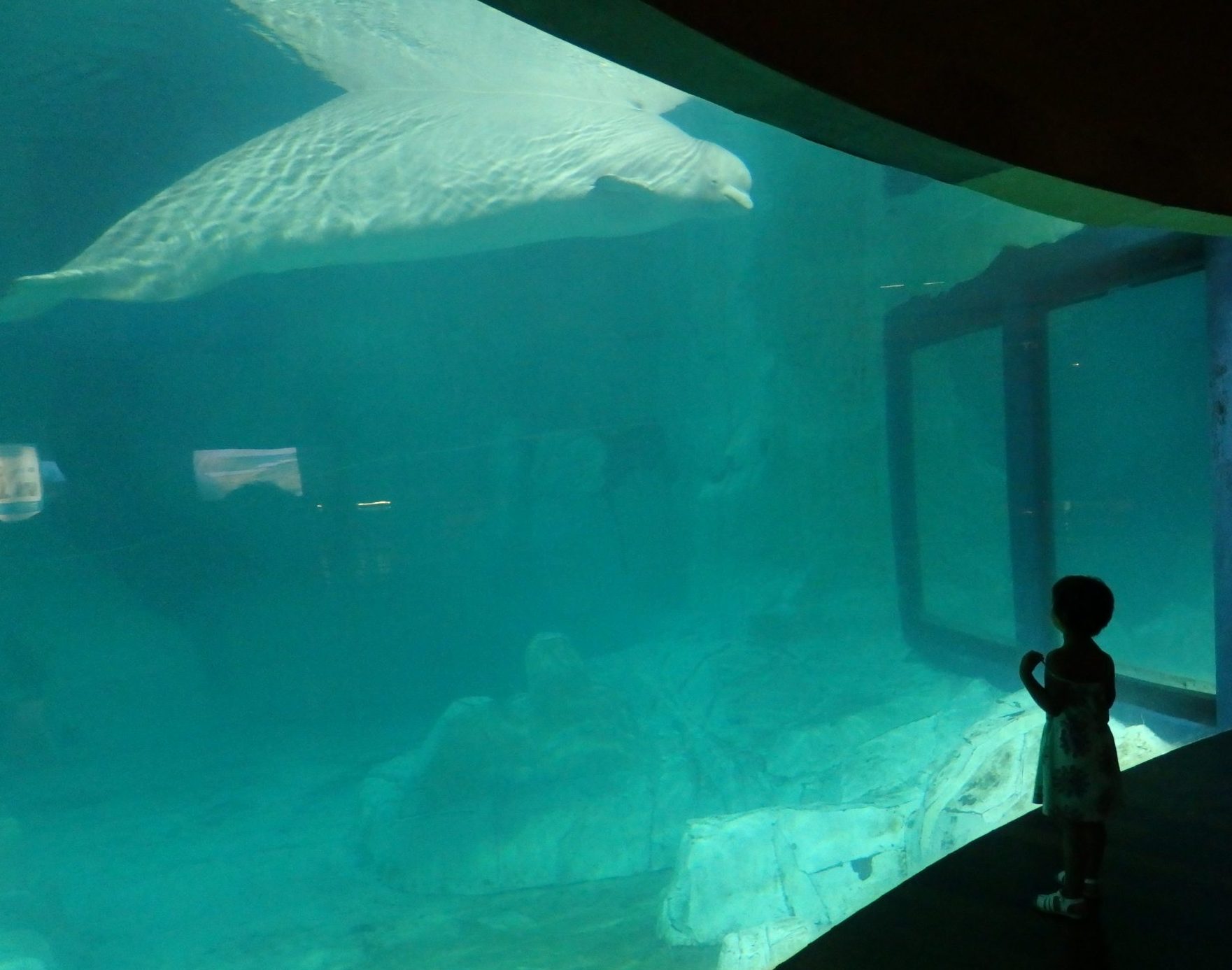 a beluga whale in the Arctic exhibit at the City of Arts and Sciences in Valencia, Spain