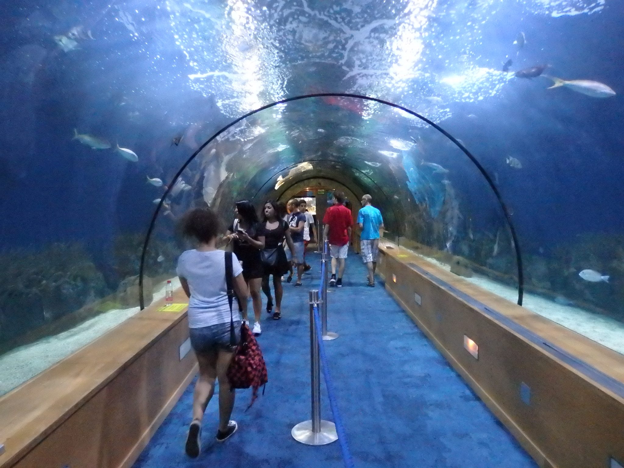 the tunnel in the aquarium at the City of Arts and Sciences in Valencia, Spain