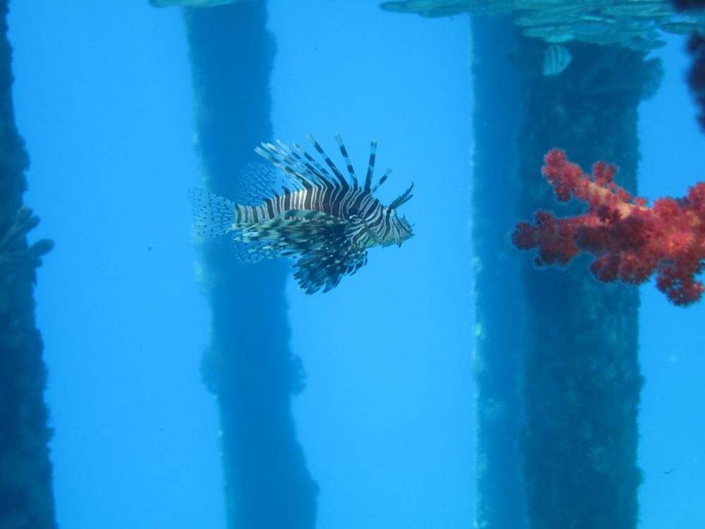 A lionfish in Jordan, seen against bright blue water with a few blurry vertical poles behind. The lionfish is striped brown and white, with elegant tails of fins along its back and on its side. The lionfish is facing to the right, where some bright red coral extends from the right side of the picture.