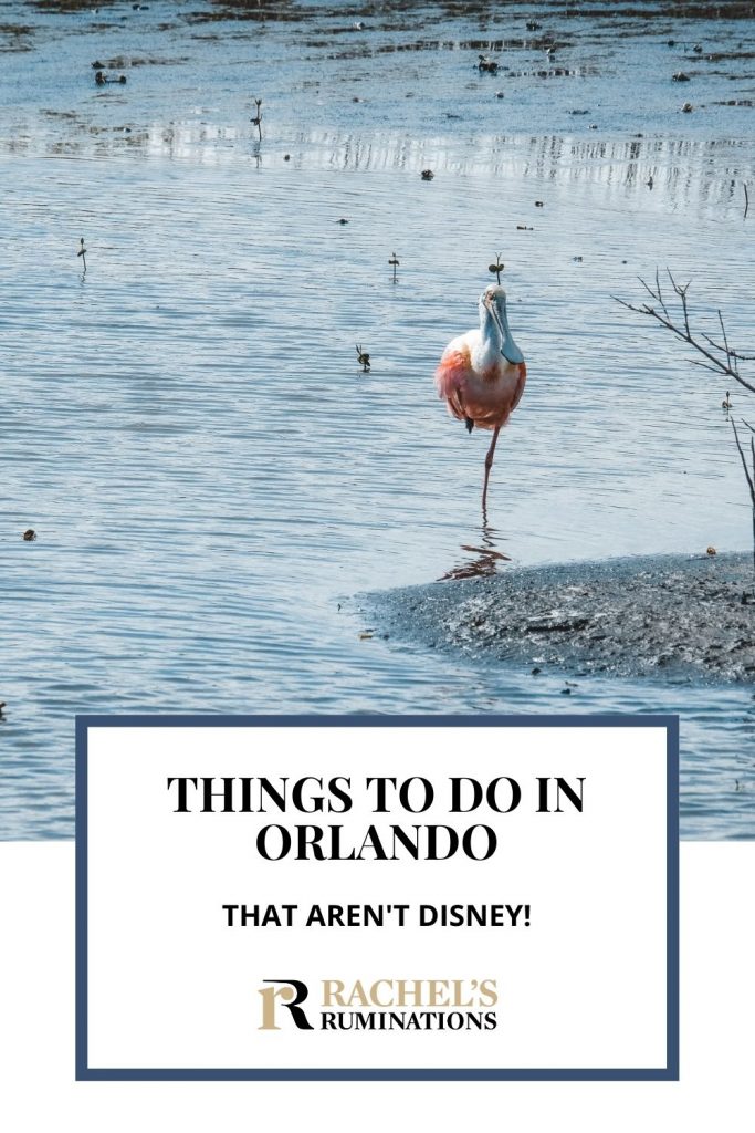 Pinnable image
Text: Things to do in Orlando besides Disney
Image: a spoonbill - pink body, long, spoonshaped beak, stands in shallow water, balancing on one leg.