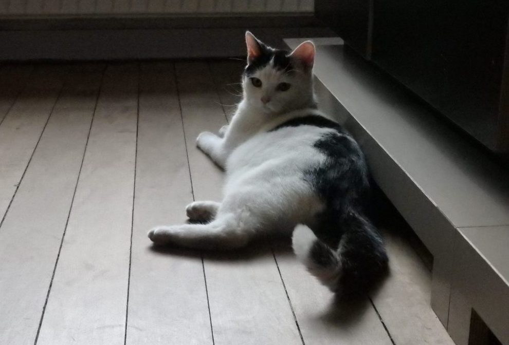 One of the residents, resting in the gift shop after battle. Cat Cabinet, Amsterdam