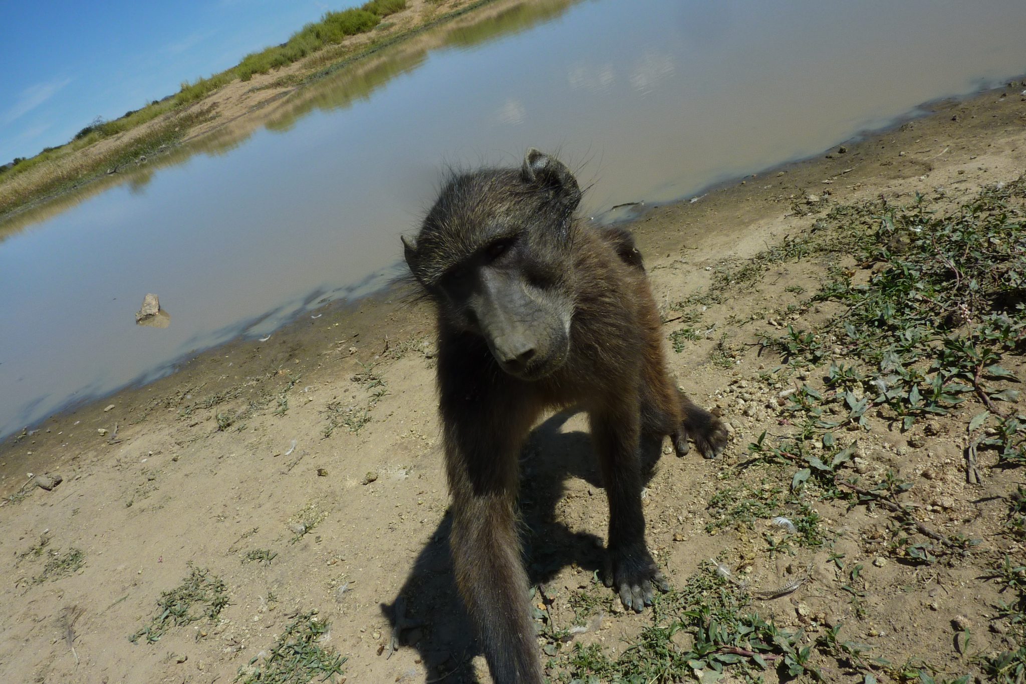 a baboon: photo courtesy of Maria Hart