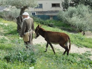 A man leads a donkey in Nazareth Village: Biblical Nazareth