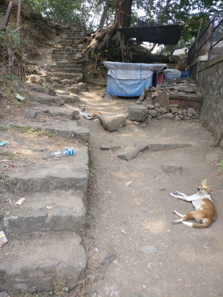 The beginning of the path up to Gun Hill, complete with lounging dogs and litter.