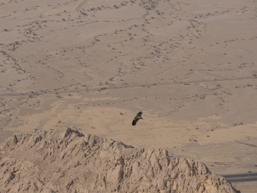 A vulture soars over the desert, as seen from Jebel Hafeet in Al Ain.