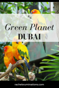 Pinnable image Text: Green Planet Dubai Image: three mostly yellowish orange parrots perched on a branch.
