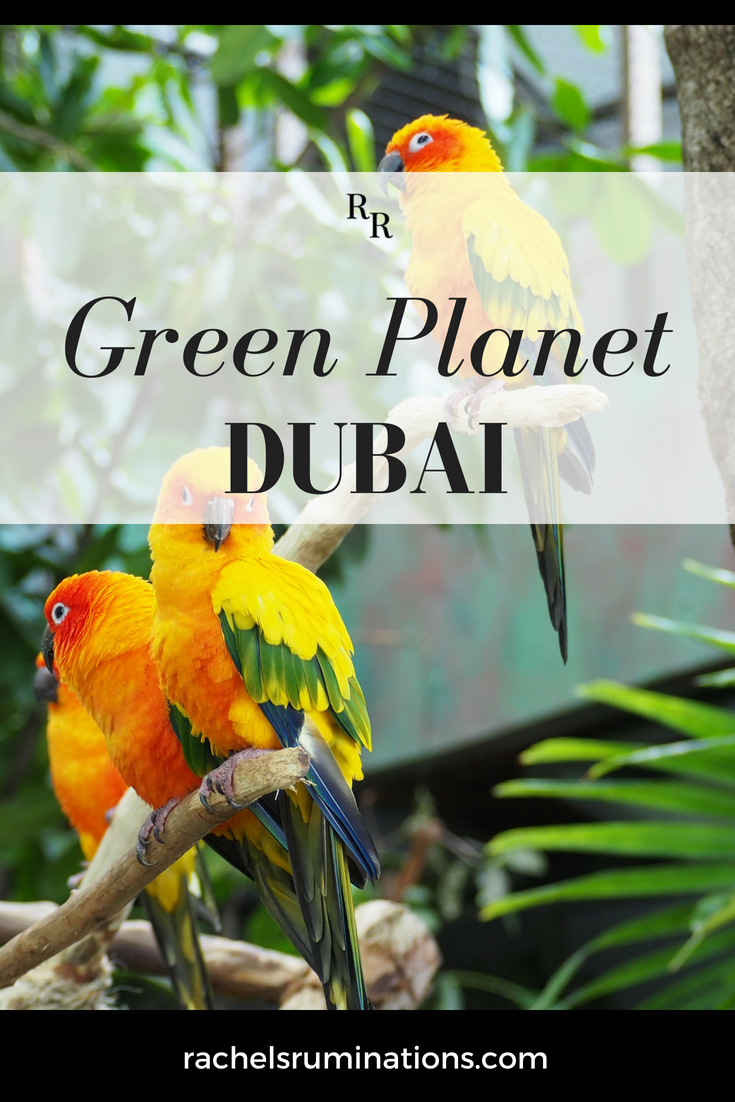 The Green Planet Dubai is an indoor tropical rainforest, the world’s “largest indoor man-made and life-sustaining tree,” with over 3000 species inside. #thegreenplanetdubai #greenplanet #dubai #uae #visitdubai #review via @rachelsruminations