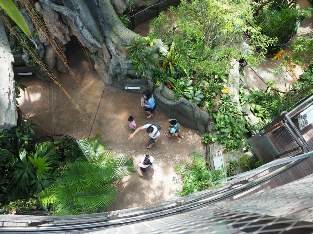 A wall is visible at the bottom of the picture, which looks directly downward. At the bottom, five people can be seen, but only the tops of their heads. One of them, a man, is pointing at something. Around them are the roots of the fake center tree and lots of green plants of various types.