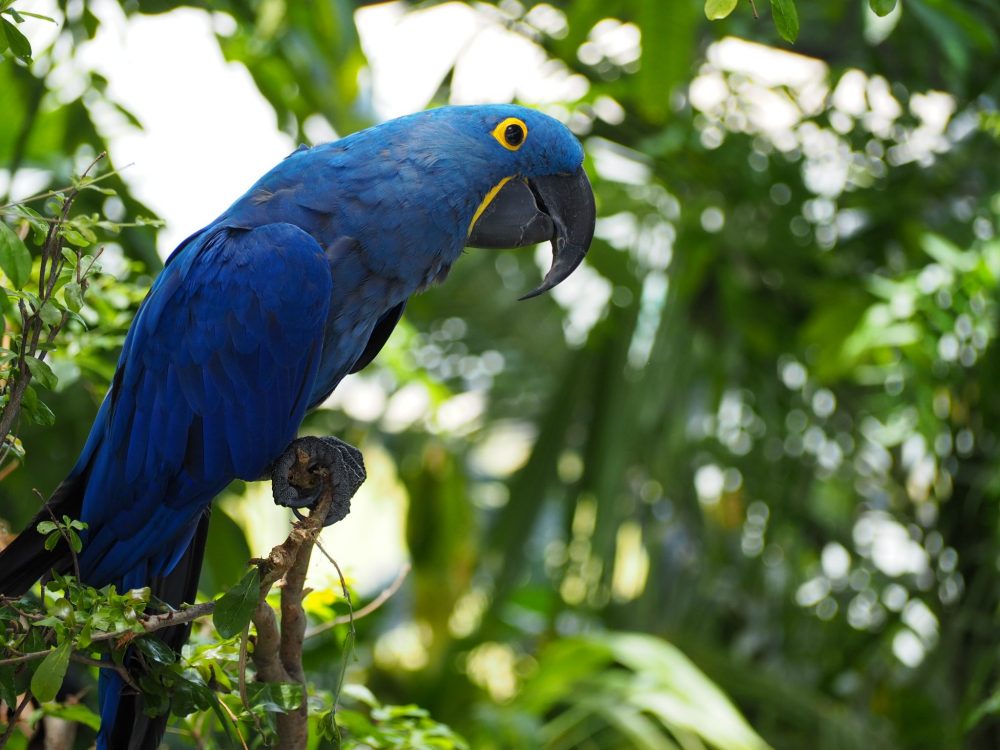 a hyacinth macaw at The Green Planet Dubai: it's mostly blue, with a bit of yellow around its eye and beak. The top beak is curved downwards over the lower. It is perched on a branch with greenery behind it.