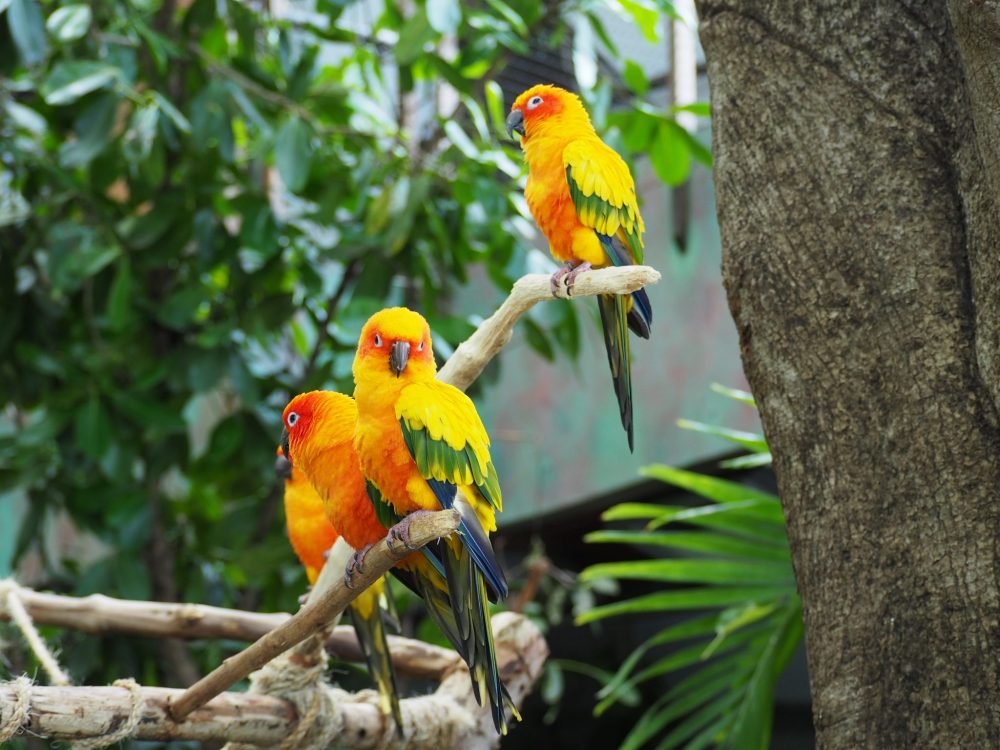 Four small parrots perched on a branch. They are mostly yellow, but with a bit of bright orange on their lower bellies and around their eyes. Their tails are green and their wings have a bit of green too.