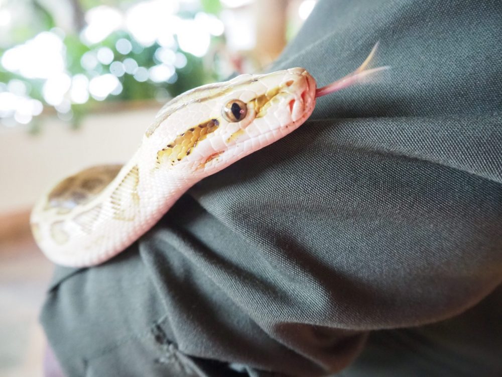 Only the head end of the snake is visible in this photo. It is a pale pink color, with some brown markings behind and in front of its eye. Its forked tongue is out and moving. All that is visible of the person is a grey sleeve.