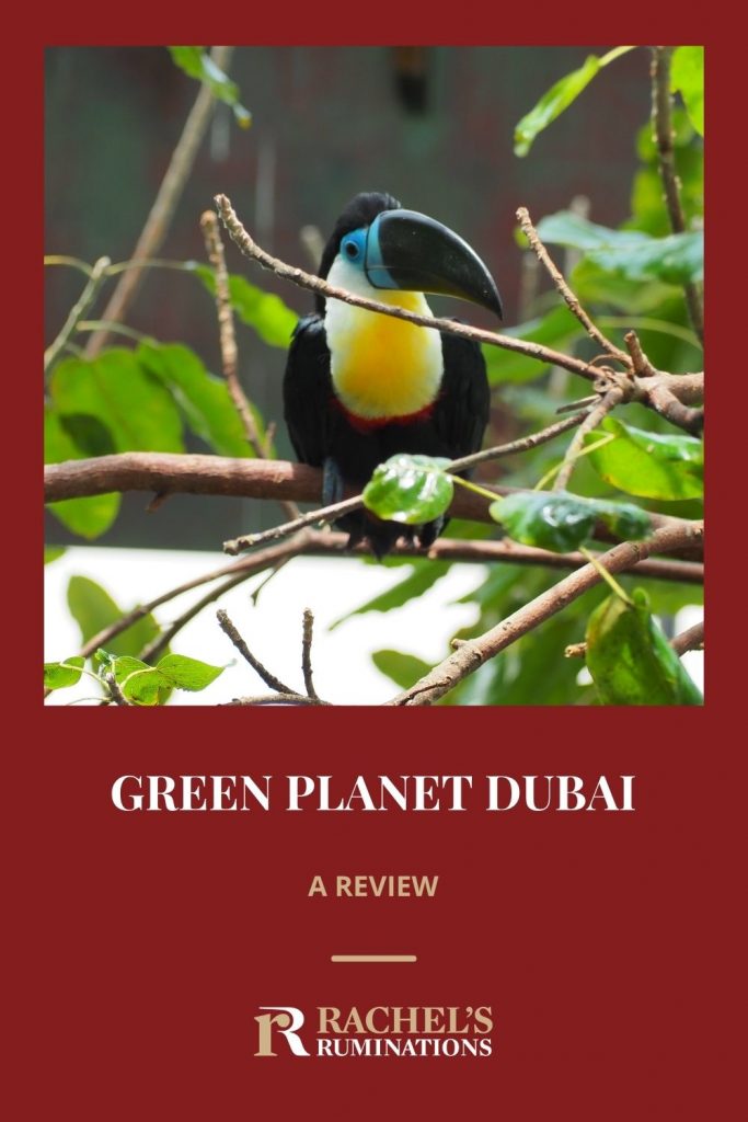 Image: a toucan sitting on a branch
Text: Green Planet Dubai: a review (and the Rachel's Ruminations logo