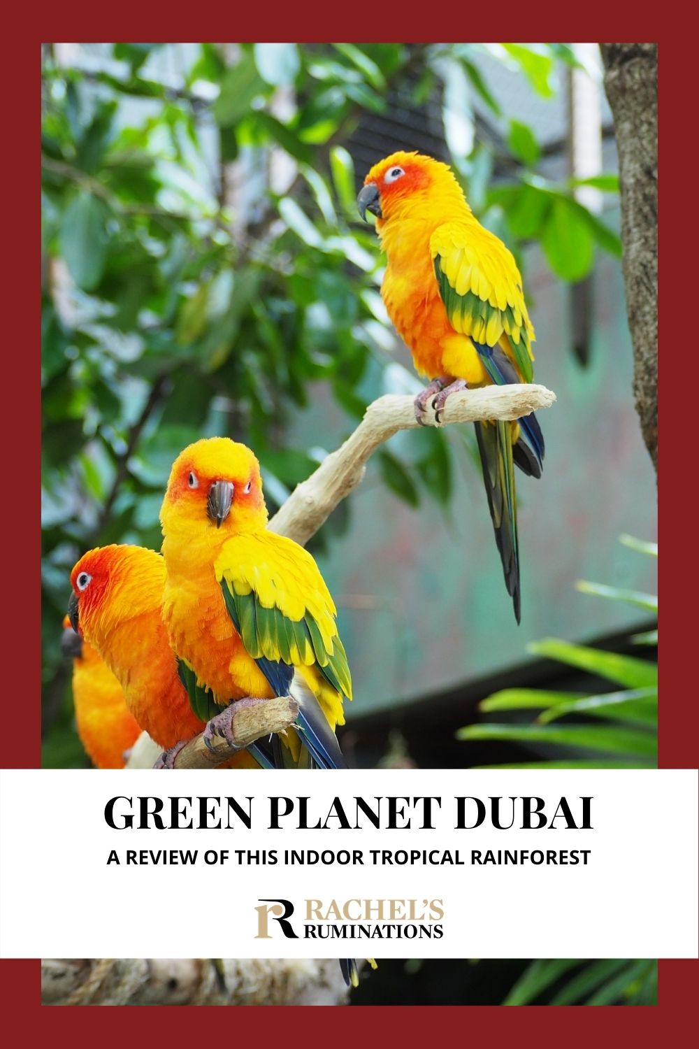 The Green Planet Dubai is an indoor tropical rainforest, the world’s “largest indoor man-made and life-sustaining tree,” with over 3000 species inside. via @rachelsruminations