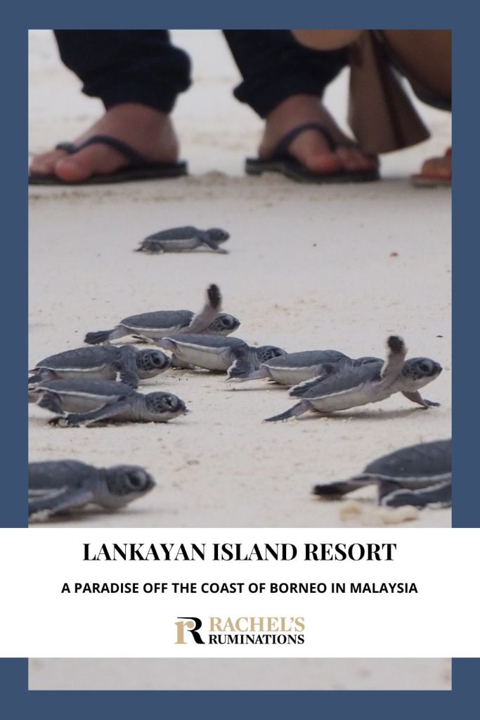 Text: Lankayan Island Resort: A paradise off the coast of Borneo in Malaysia. Image: baby turtles running on sand.