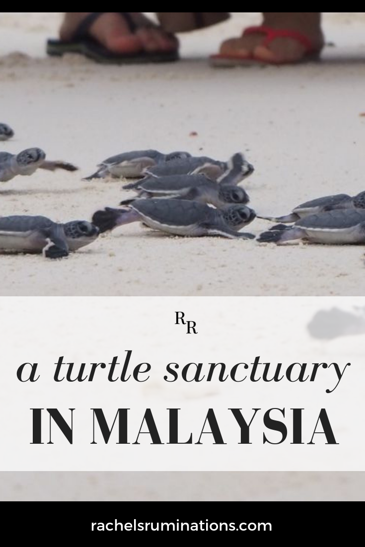 Lankayan Island, off the coast of Malaysian Borneo, is home to a lovely resort, but it also hosts a turtle sanctuary. Read here about what you can see here and at other sanctuaries around the world!