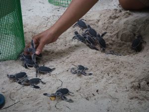 Visiting Turtle Sanctuaries in Malaysia (and elsewhere)