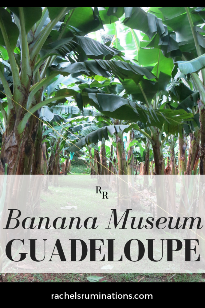 Read here about the Banana Museum of Guadeloupe, which held much more than bananas! #bananas #guadeloupe