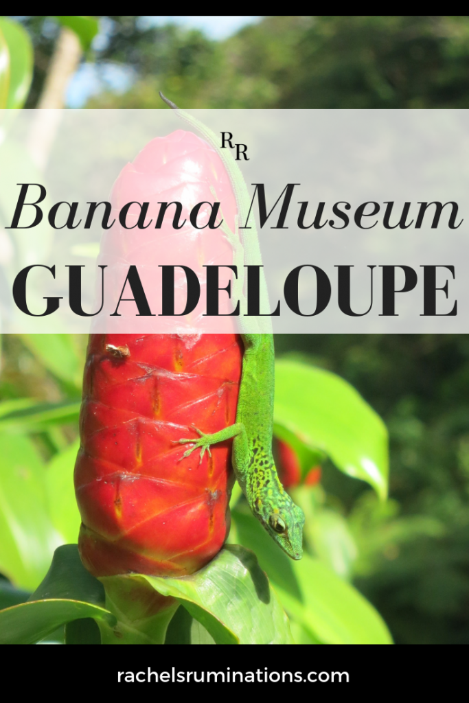 Read here about the Banana Museum of Guadeloupe, which held much more than bananas! #bananas #guadeloupe