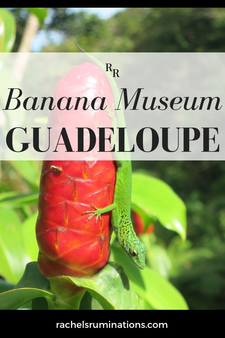 If you’ve read this blog for a while, you know that I’m a fan of quirky, small museums. The Banana Museum in Guadeloupe certainly falls into that category. #bananas #bananamuseum #guadeloupe #caribbean #tropicalisland #quirky #c2cgroup via @rachelsruminations