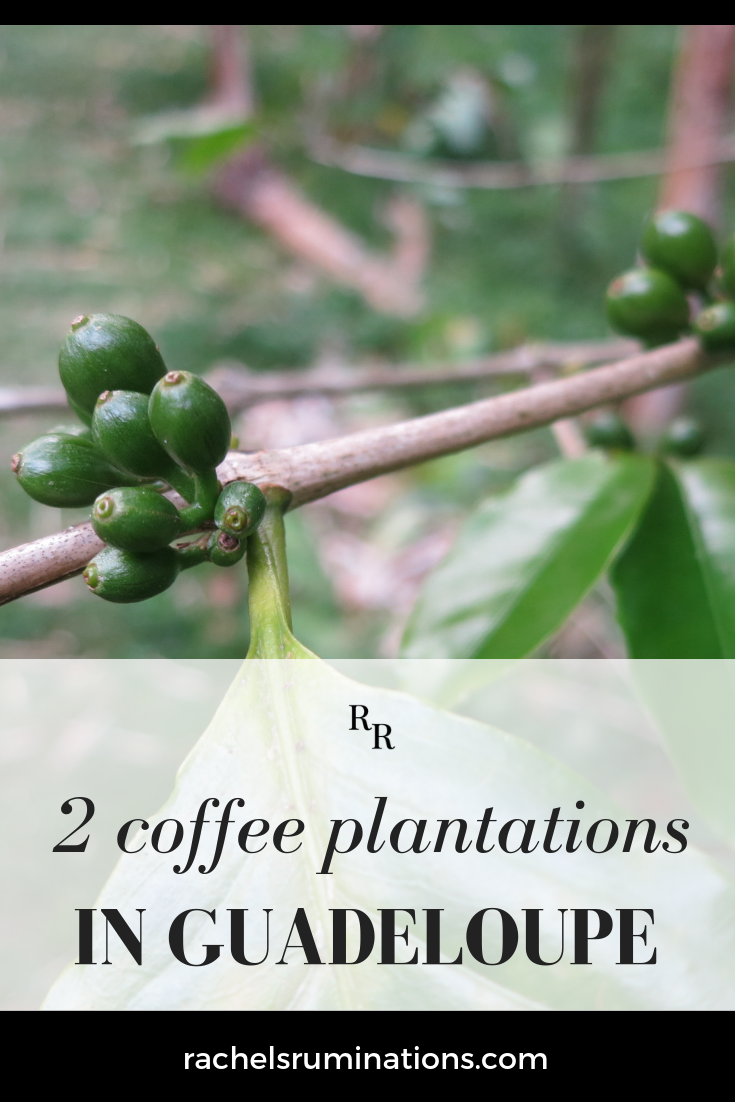 First of all, a confession: I don't drink coffee. Nevertheless, I visited two different coffee plantations in Guadeloupe. #guadeloupe #coffee #coffeeplantation #caribbean #c2cgroup via @rachelsruminations