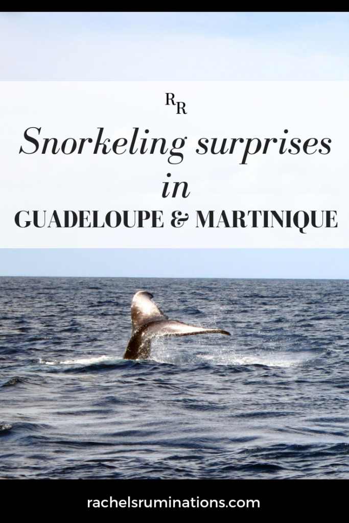 I signed up for two ordinary snorkel trips, one in Guadeloupe and one in Martinique. Yet both brought experiences I didn't expect! #snorkeling #guadeloupe #martinique