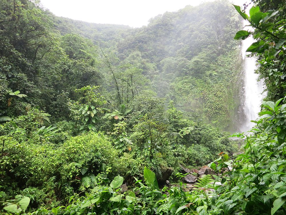 Carbet Waterfall #2 in its incredibly lush rainforest setting. The waterfall itself is on the edge of the photo, while the rest of the frame is just greenery and hills covered in greenery beyond the waterfall. 