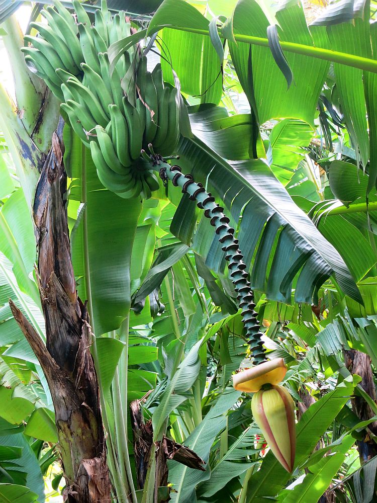 Bananas at the Banana Museum show clearly that they are part of a very large flower. The immature bananas are clustered at the top, near the tree's trunk. From the end of the banana cluster extends a long stalk, longer than the cluster of bananas. At its end is a large flower bud, not yet opened. The flower is backed by lots of green banana leaves in this photo.