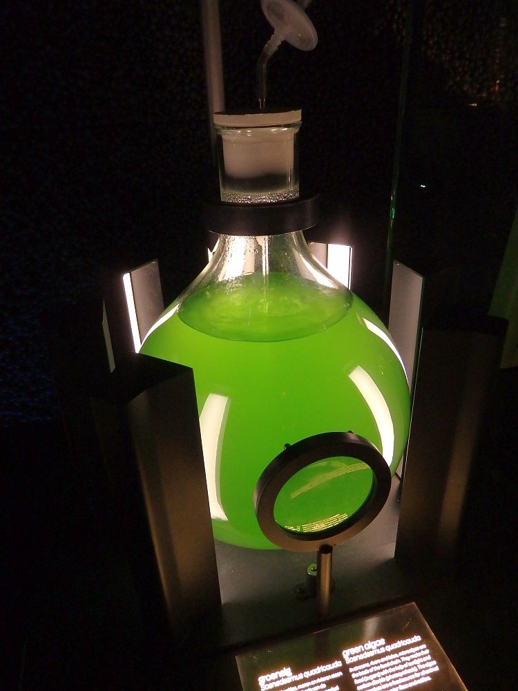 a flask of green algae that looks like green water