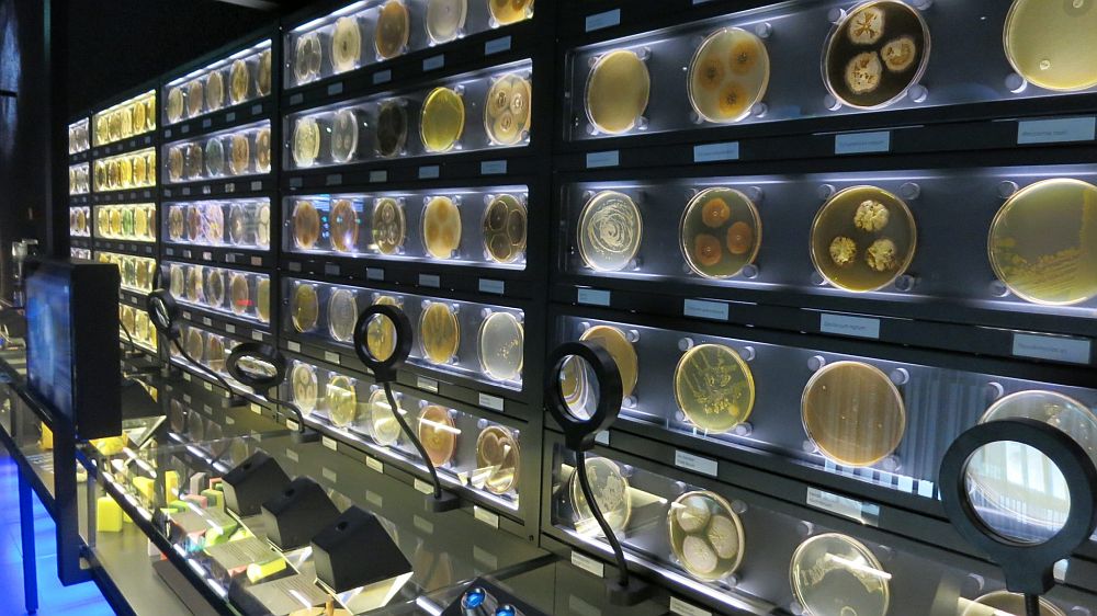 The wall of petri dishes at the Micropia exhibit has 5 rows of petri dishes about 25 dishes long. Each has a different content. Some magnifying glasses are mounted in front of the display to allow visitors to look more closely at them.
