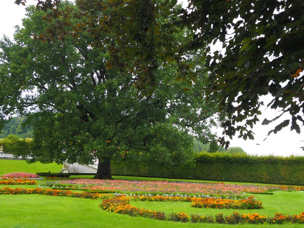 Neatly curved flower beds with curved hedges around them and a big old tree throwing shade in the garden of Cesky Krumlov castle.