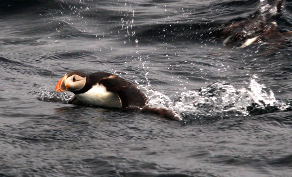 The puffin is black on its back and white on its belly, and has a funny rounded beak that is orange and yellow. This one is half out of the water as if it's doing a butterfly stroke.