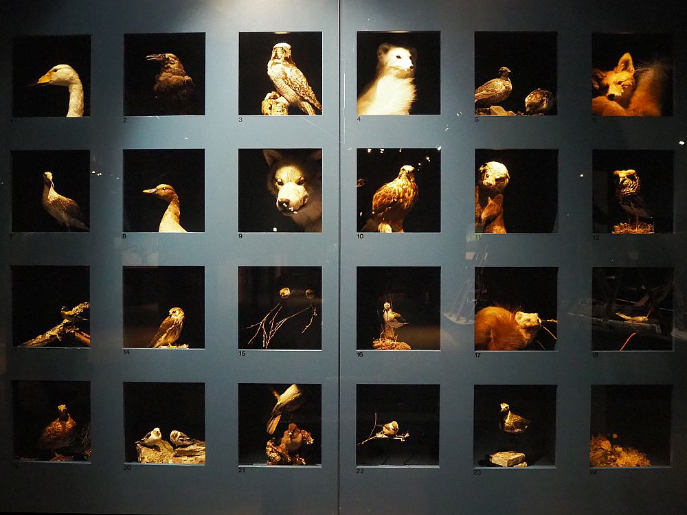 Among the things to do in Rovaniemi is to visit Arktikum. Pictured is a wall of glass-fronted cubes, each with a different small animal visible inside: a variety of birds and small animals including a hawk and a fox.