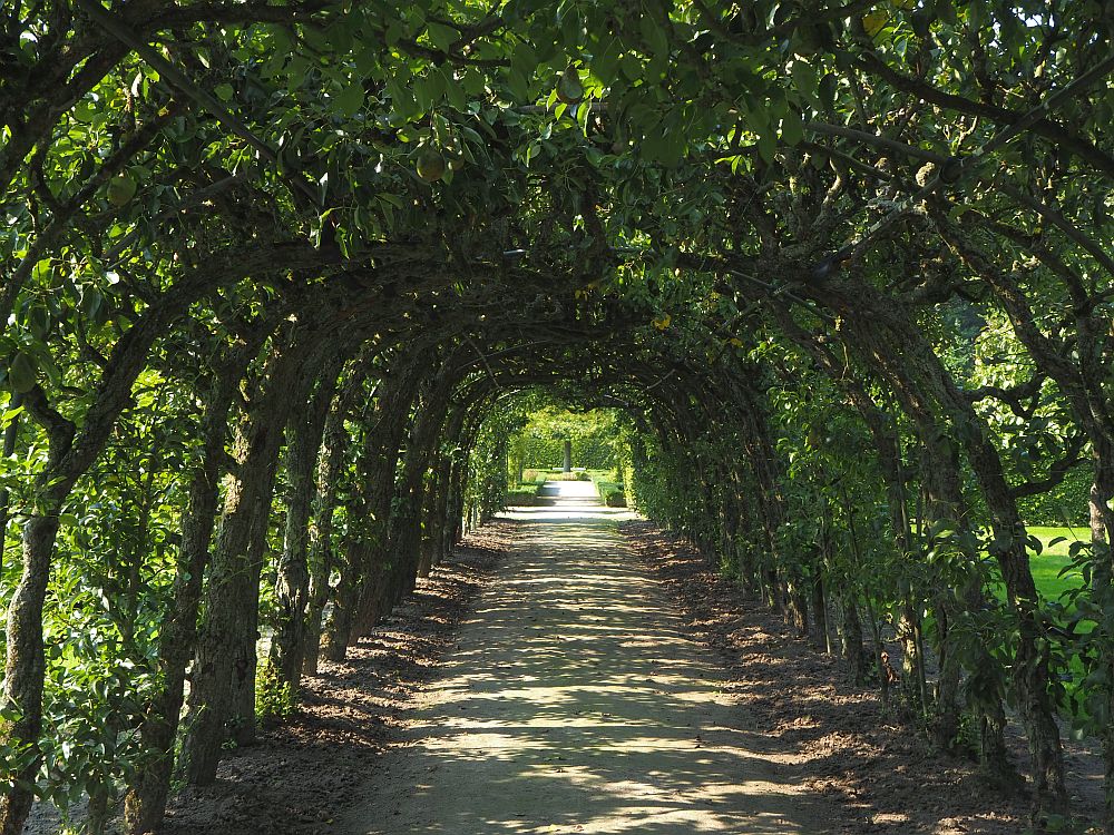 In the orchard at Menkemaborg, the photo shows a wide path straight ahead, with green, leafy trunks and branches bending over it, forming a dark archway. The sunlight comes through here and there, dappling the ground.