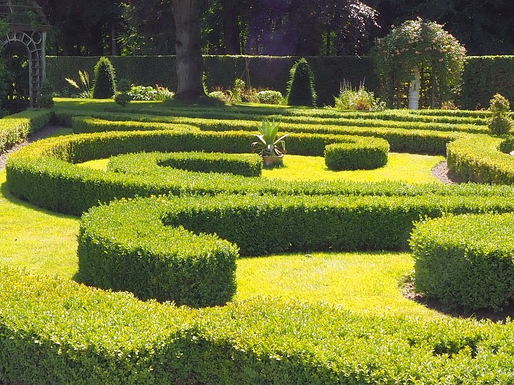 Carefully trimmed, low bushes in neatly curved shapes. Very green, with green grass on the ground between the curves.