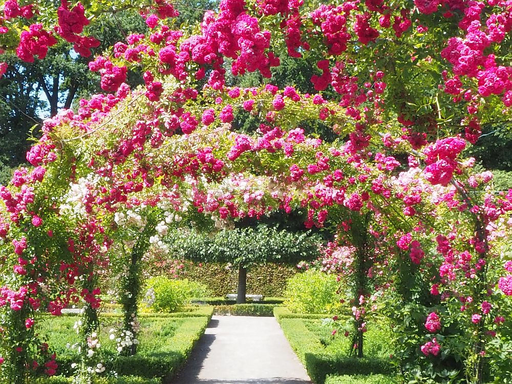 The bright pink roses form an arch over a pathway in the garden at Menkemaborg. Beyond is a neatly trimmed tree. 