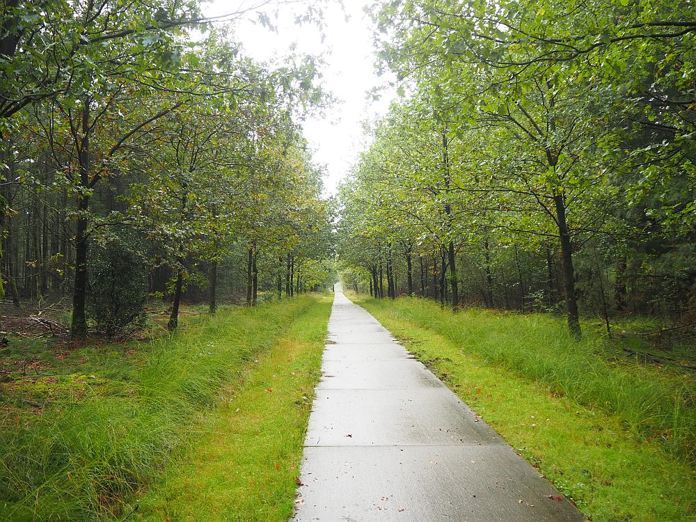 A path stretches ahead to the horizon with green woods on both sides.