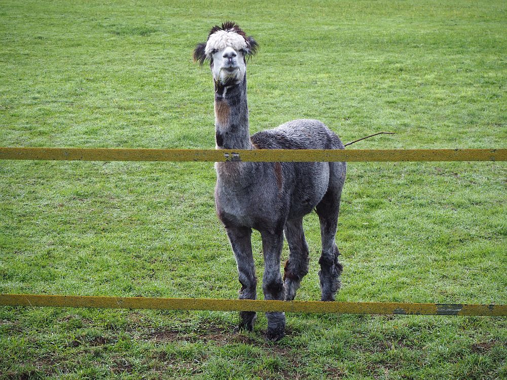 The alpaca looks straight at the camera over a fence. It is mottled grey and brown. Its face is white with a mop of white hair over its eyes and even longer brown hair behind that. 