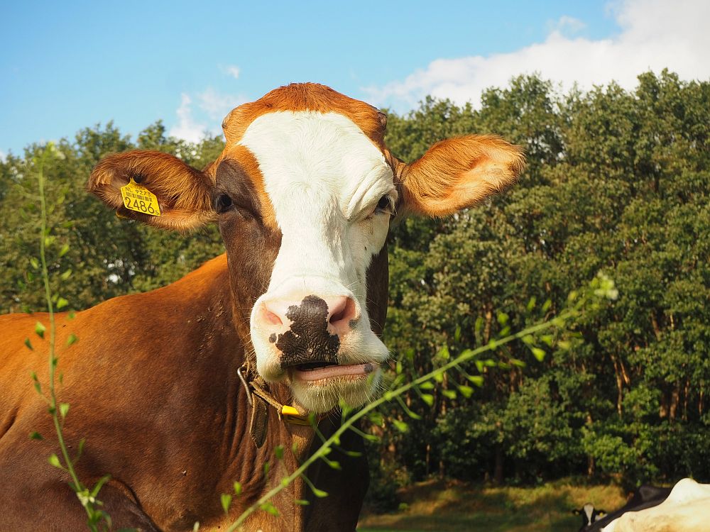 A brown cow with a white face looks straight at the camera. She has a yellow numbered tag attached to one ear.