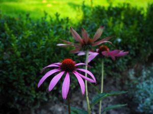 Purple daisy-like flowers with a round, red center. Only one is clearly visible, the others are blurred behind it.