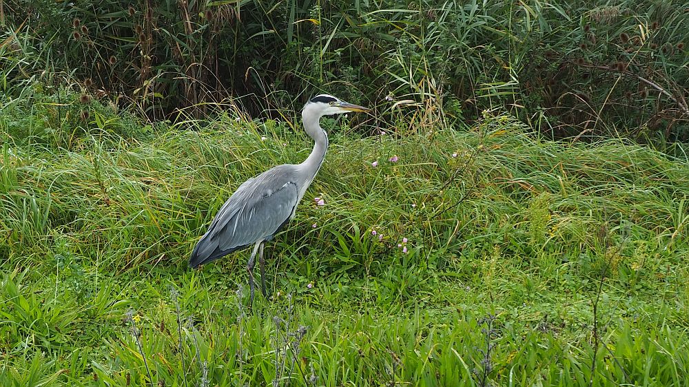 The gray heron is seen from the side, walking through high grass. It is gray, obviously, but the long neck is a lighter grey and its face is white, but with a black stripe from the eyes to the back of its head. The beak is long and pointed, with a bit of a yellow tinge.