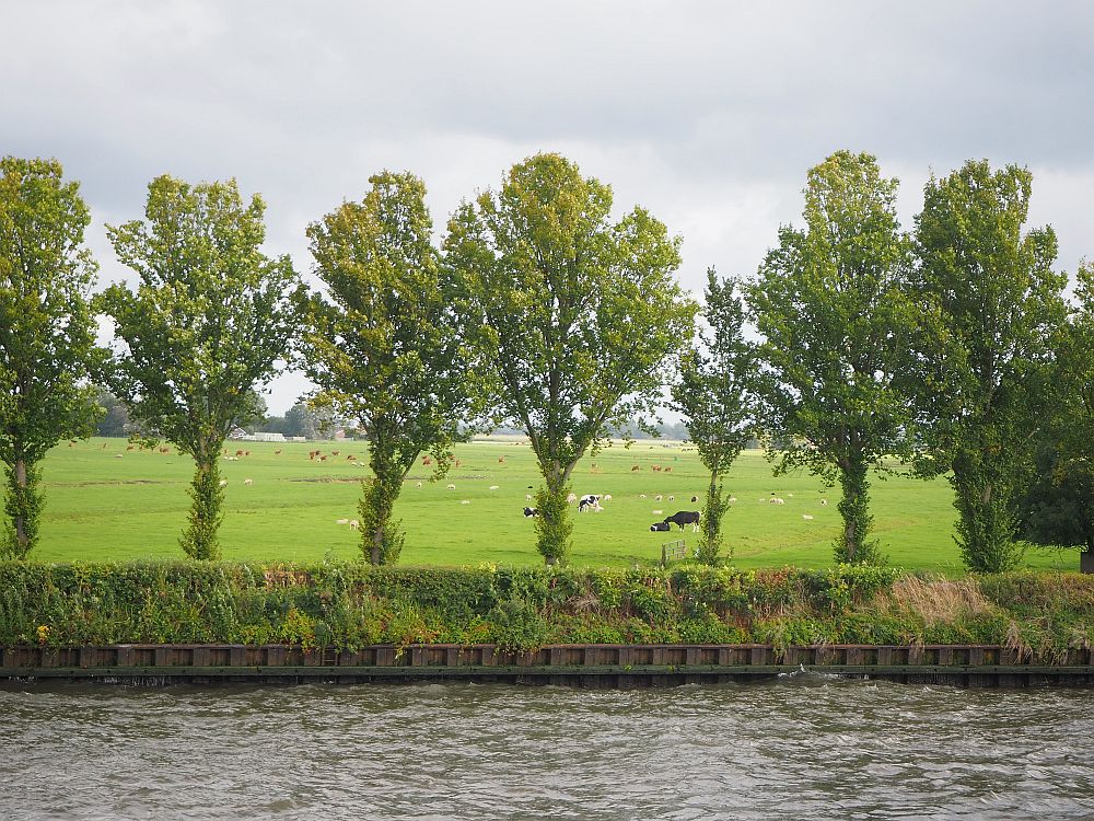 The riverbank has a line of trees, very evenly spaced. Beyond them is a green field dotted with cows and sheep in the distance.