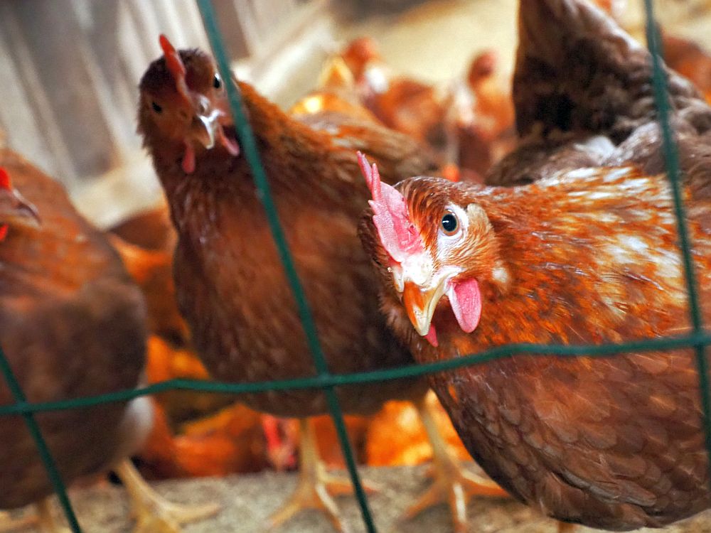 Two brown chickens look at the camera through a wire mesh fence. Blurry in the background: a crowd of chickens in the room.