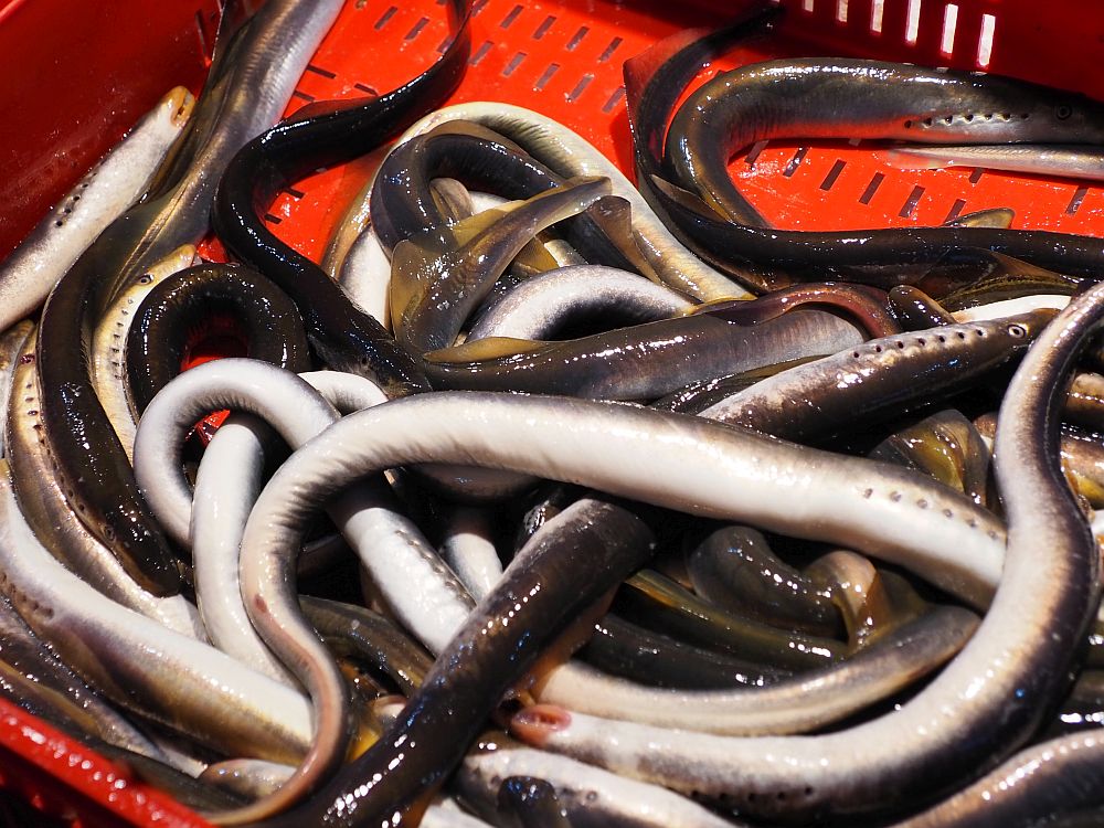 a pile of eels: long and wet-looking, wtih grey on their tops and white on their bellies.  Eels are an important tradtional Latvian food.