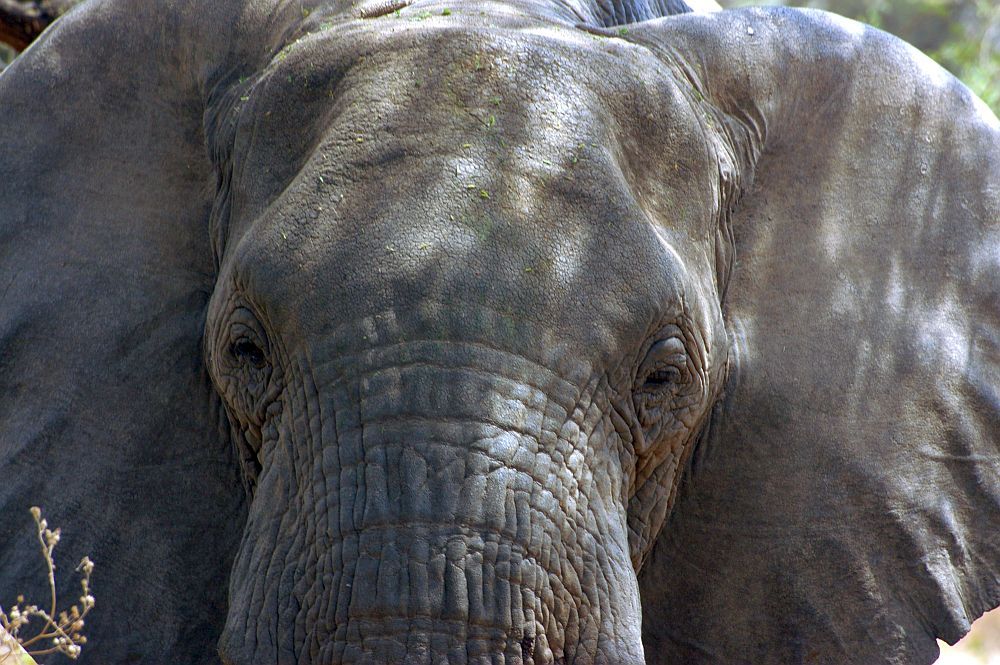 a close-up of an elephant's face from straight in front of it. The ears stand out to the sides and fill the picture. 