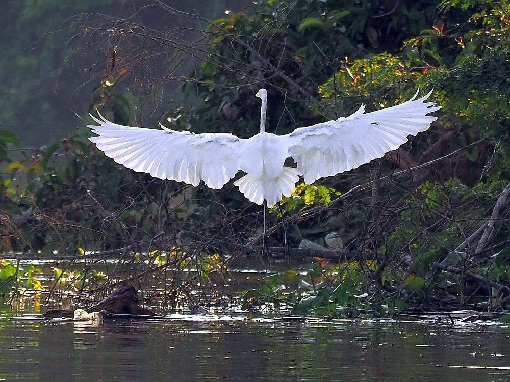 The egret stands with its tail to the camera and stretches its wings wide out on either side, as if it's showing off the beautiful white feathers. 