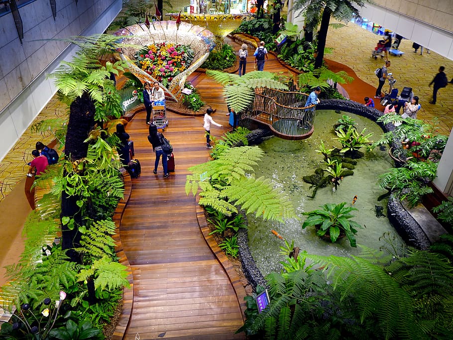 Seen from above, a wooden path in Changi Airport in Singapore winds between a strip of greenery on the left and a plant-fringed pond on the right. 