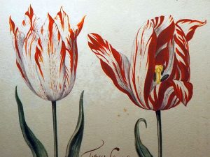 Amsterdam Tulip Museum review