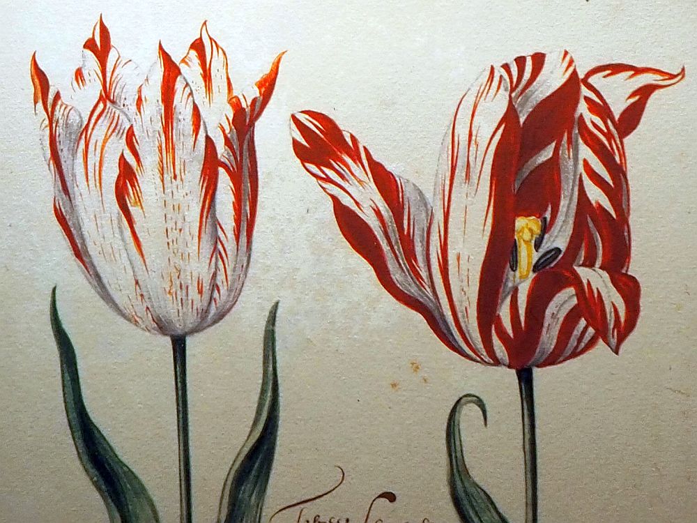 Two tulip flowers. The left one is mostly white with some streaks of red near the tips of the petals. The right-hand one has more red, so the red streaks extend the full length of the petals. 